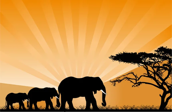 Oranje zonsondergang en drie olifanten — Stockvector