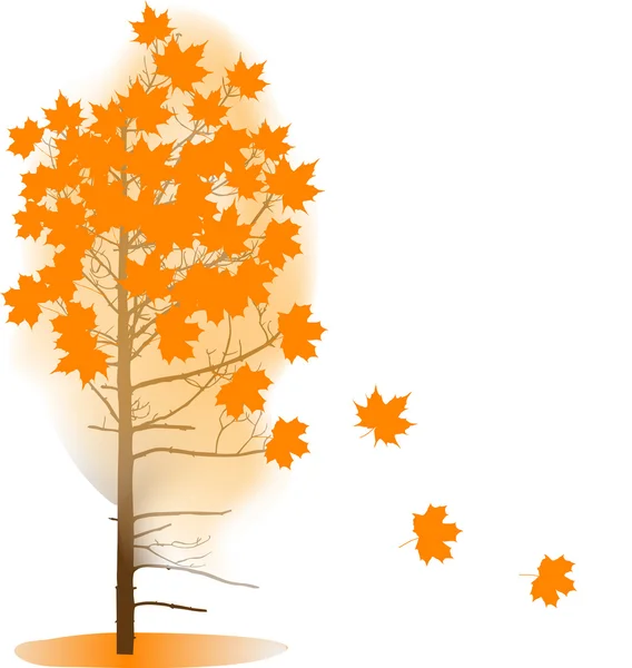 Outono Árvore de bordo isolada em branco — Vetor de Stock