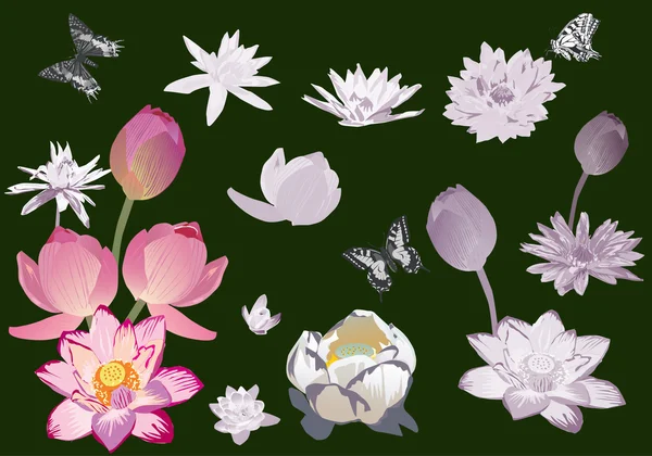 Collectie van lily bloemen geïsoleerd op groen — Stockvector
