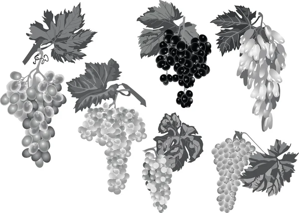 Colección de uvas grises aisladas en blanco — Vector de stock