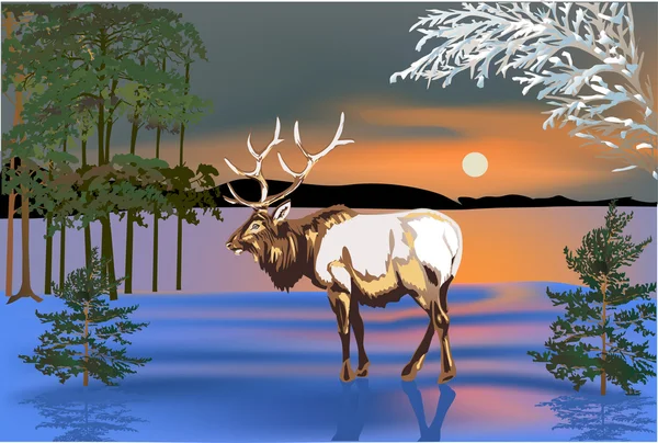 与鹿在冬季的松林图 — 图库矢量图片