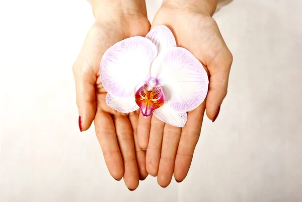 Blume Orchidee — Stockfoto