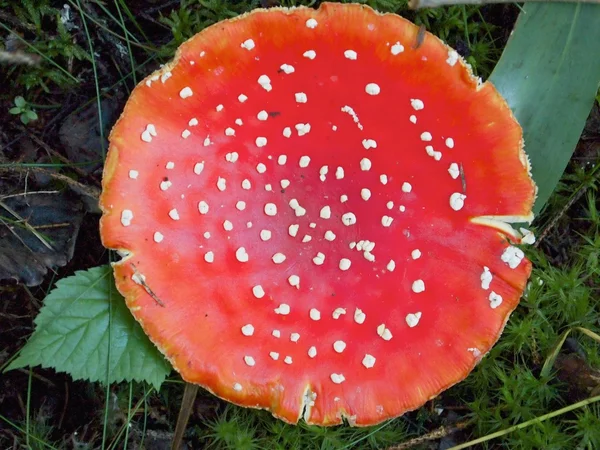 Fly Agaric — Stock Photo, Image