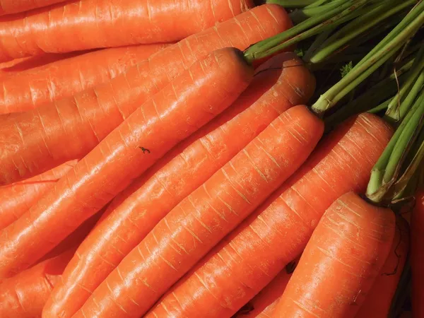 Морковь Стоковое Изображение