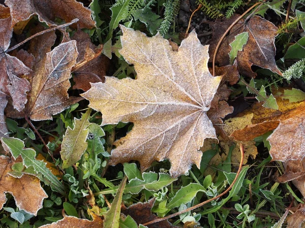 Παγετός φύλλα — Φωτογραφία Αρχείου