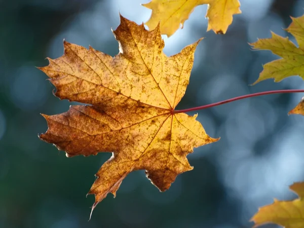 stock image Maple Autumn Leaf