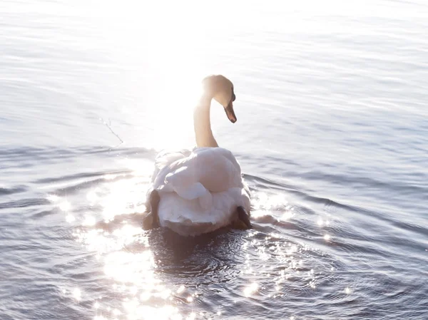 Swan in the Sun — Stock Photo, Image