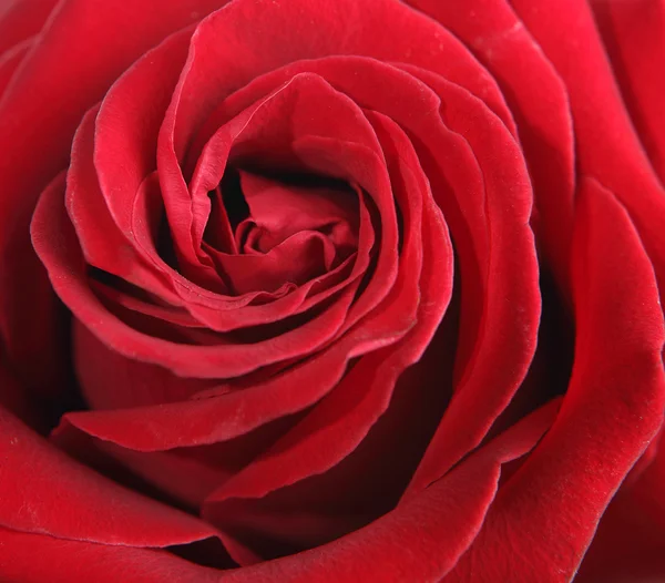 Rouge rose — Photo