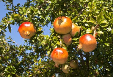 Pomegranate fruits clipart