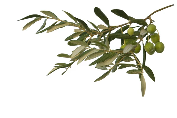 Rama de olivo en el paisaje —  Fotos de Stock