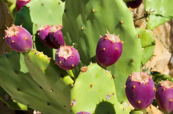 Kaktusz gyümölcsökkel — Stock Fotó