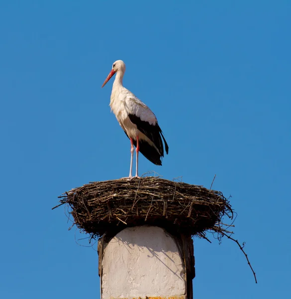 Vit stork — Stockfoto