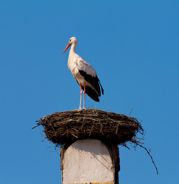 White Stork