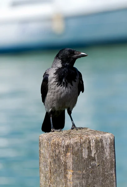 Hooded crow — Stockfoto