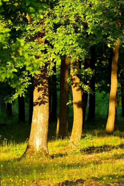 stock image Oak forest