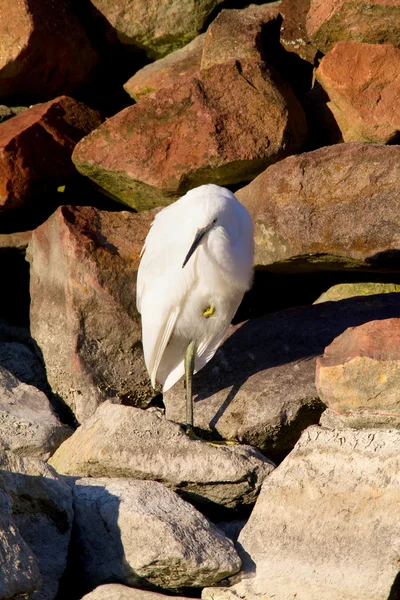 Pequeno egret. — Fotografia de Stock