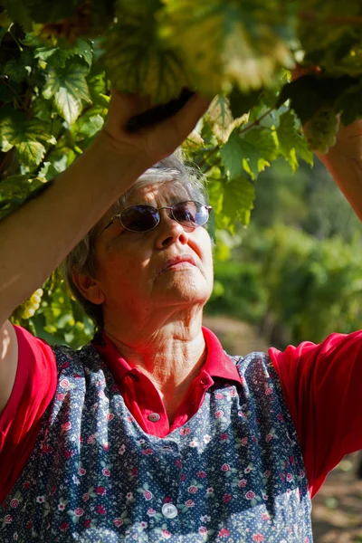 stock image Harvest