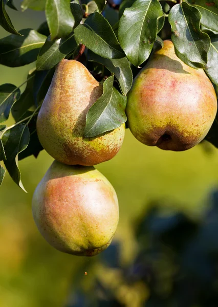 Fine Pears