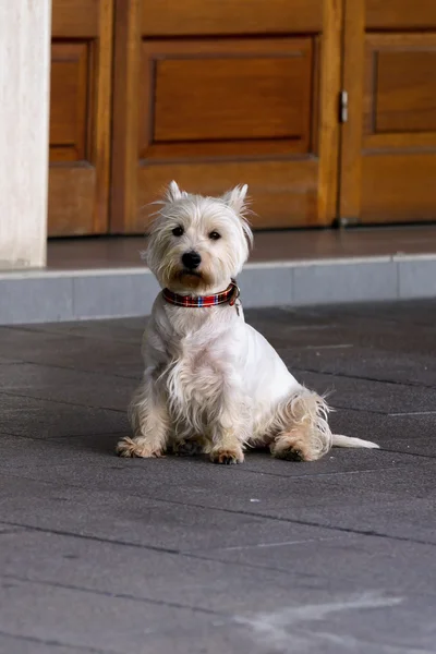 Westhighland Terrier — Fotografia de Stock