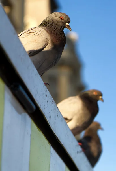Tauben auf dem Dach — Stockfoto