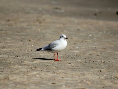 Sea gull Karabaş martı