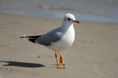 Sea gull Black-Headed Gull clipart