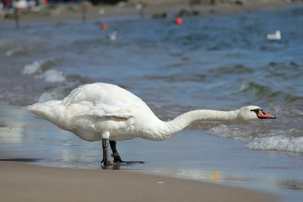 stock image White swan