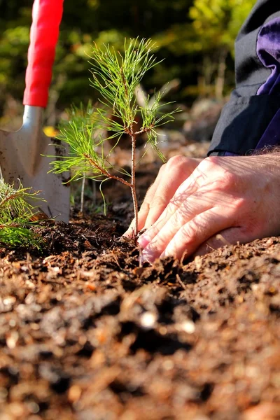 Planting young tree — Stock Photo, Image