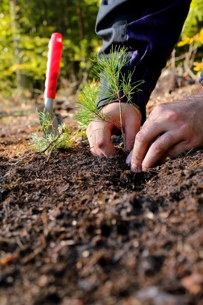 stock image Planting a new tree