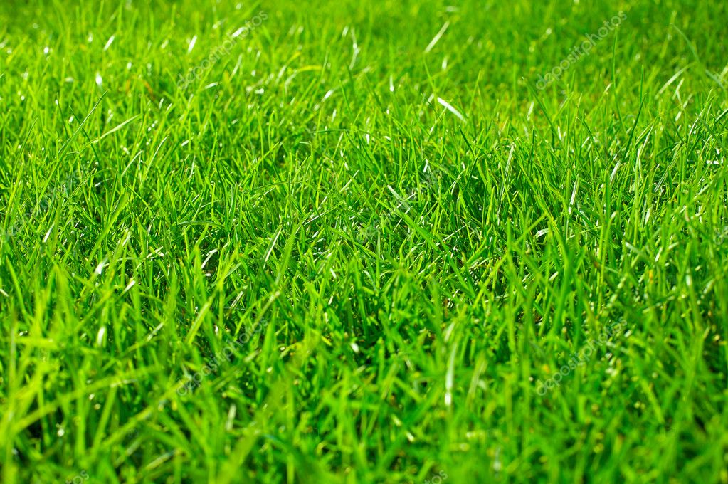 Green grass texture background — Stock Photo © Sergios #7605249