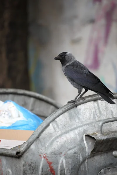 Pássaro no depósito de lixo — Fotografia de Stock