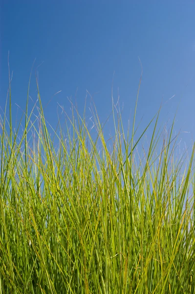 stock image Green Grass And Blue Sky