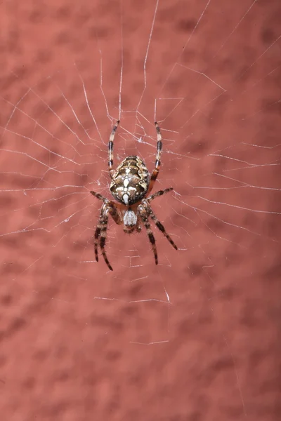 Örümcek ıslak web üzerinde — Stok fotoğraf