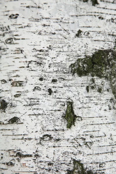 Ağaç kabuğu dokusu, arkaplan — Stok fotoğraf
