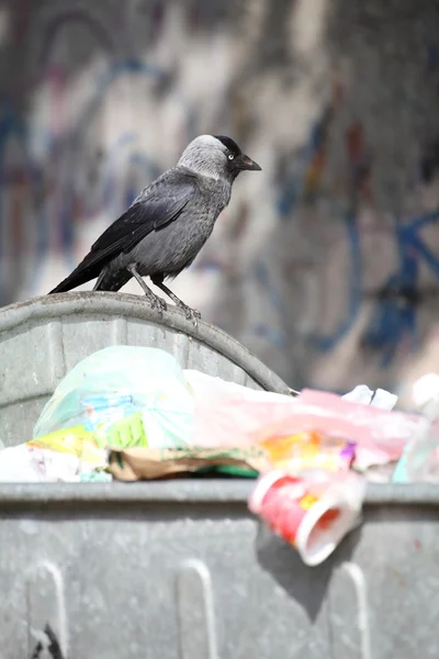 Stock image Bird on garbage dump