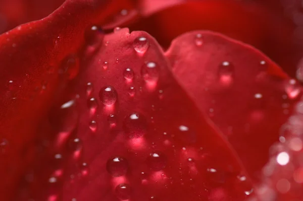 stock image Red rose and water drops - macro