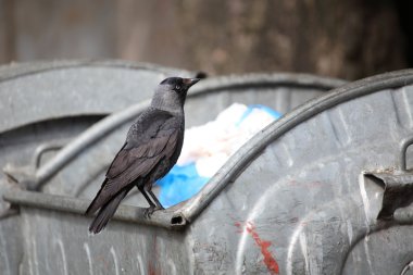 Bird on garbage dump clipart