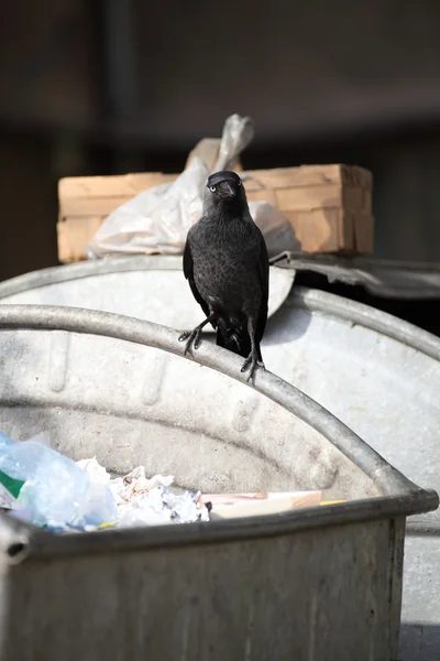 stock image Bird on garbage dump