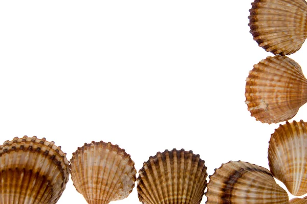 Seashell - ram på vit — Stockfoto