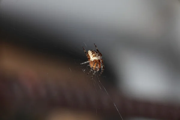 Pavouk na mokré webu — Stock fotografie