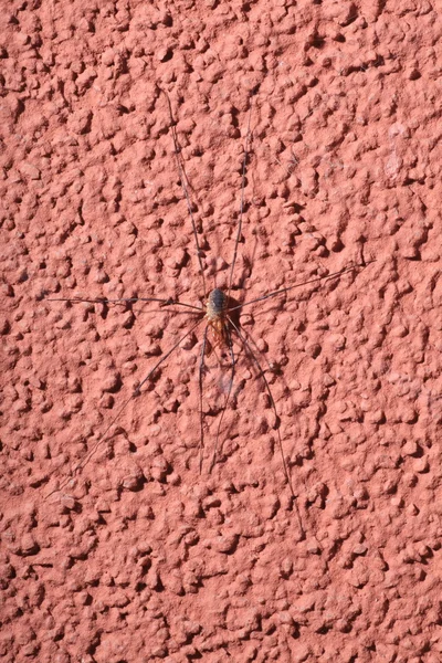 젖은 웹 거미 — 스톡 사진