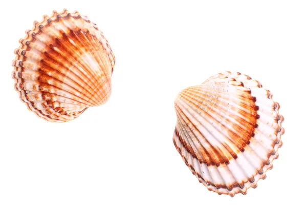 Exotische shell — Stockfoto