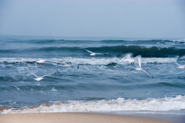 Desfoque de movimento de uma gaivota voadora — Fotografia de Stock