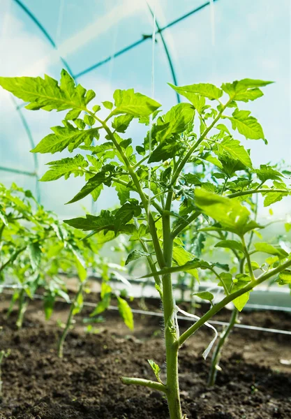 Tomates cultivados en invernadero — Foto de Stock