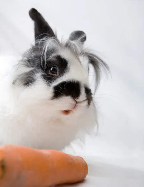 Amusing shaggy bunny with carrot — Stock Photo, Image