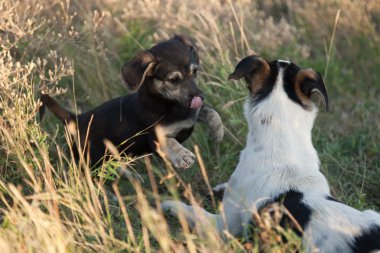 bir ot oynarken iki köpekler