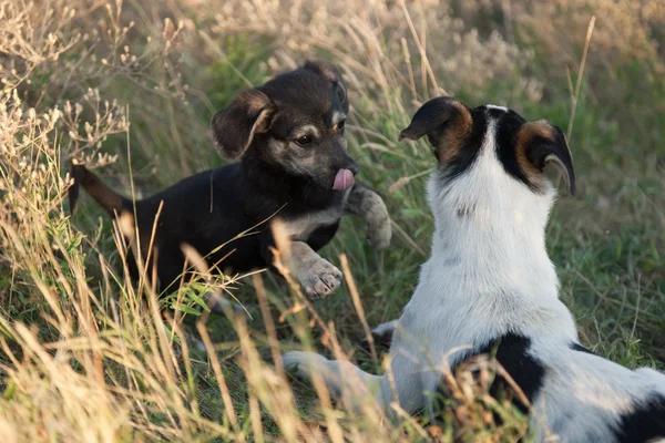 stock image Two doggies playing to a grass