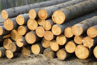 Stacks of spruce logs clipart