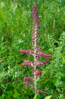 Karaca ot siyah - veratrum nigrum