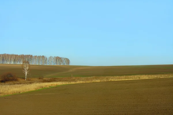 A finales del otoño, el campo de trigo de invierno — Foto de Stock